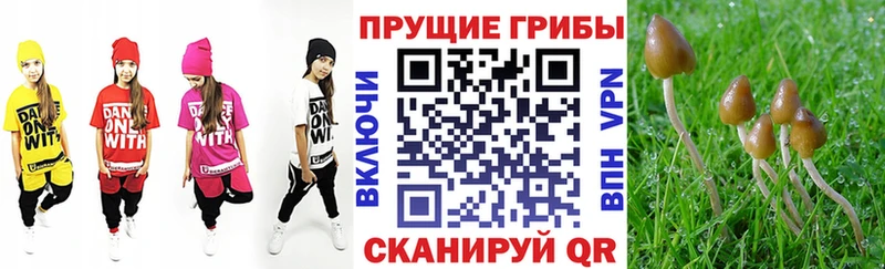 МЕГА ССЫЛКА  Кадников  Галлюциногенные грибы Cubensis 